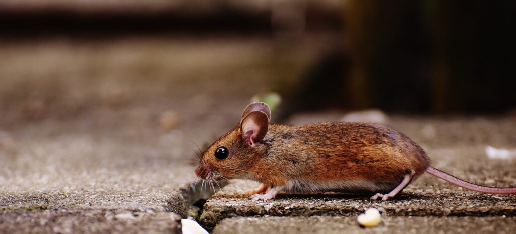 Myszy – co warto o nich wiedzieć?