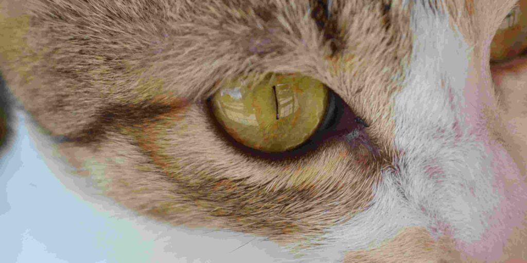 Co sprawia że Twojemu kotu ropieją oczy?